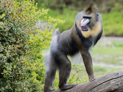 ©Serengeti-Park Hodenhagen