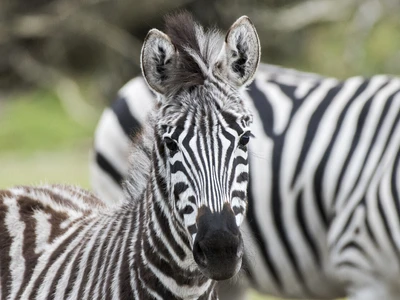 ©Serengeti-Park Hodenhagen