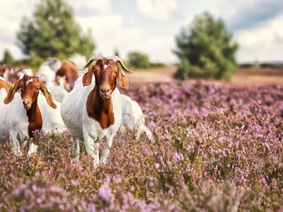 ©Ingo Bartussek.stock.adobe.com