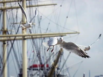 ©Christopher Hackmann.stock.adobe.com