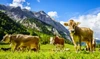 Genussurlaub in der "Riederalm"