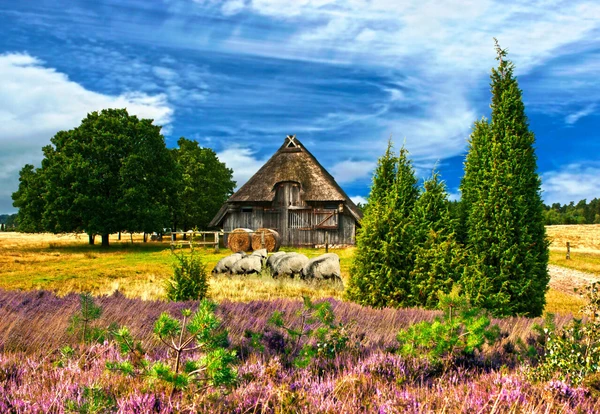 Lüneburger Heide - Sommer ist, wenn die Heide blüht